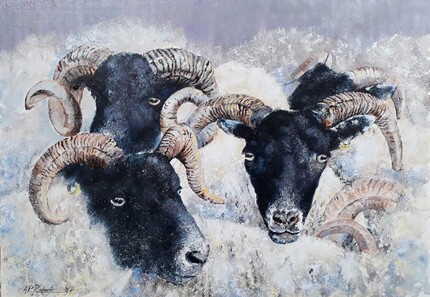 Swaledale Sheep, Acrylic Framed, H35cm x W47cm, £150